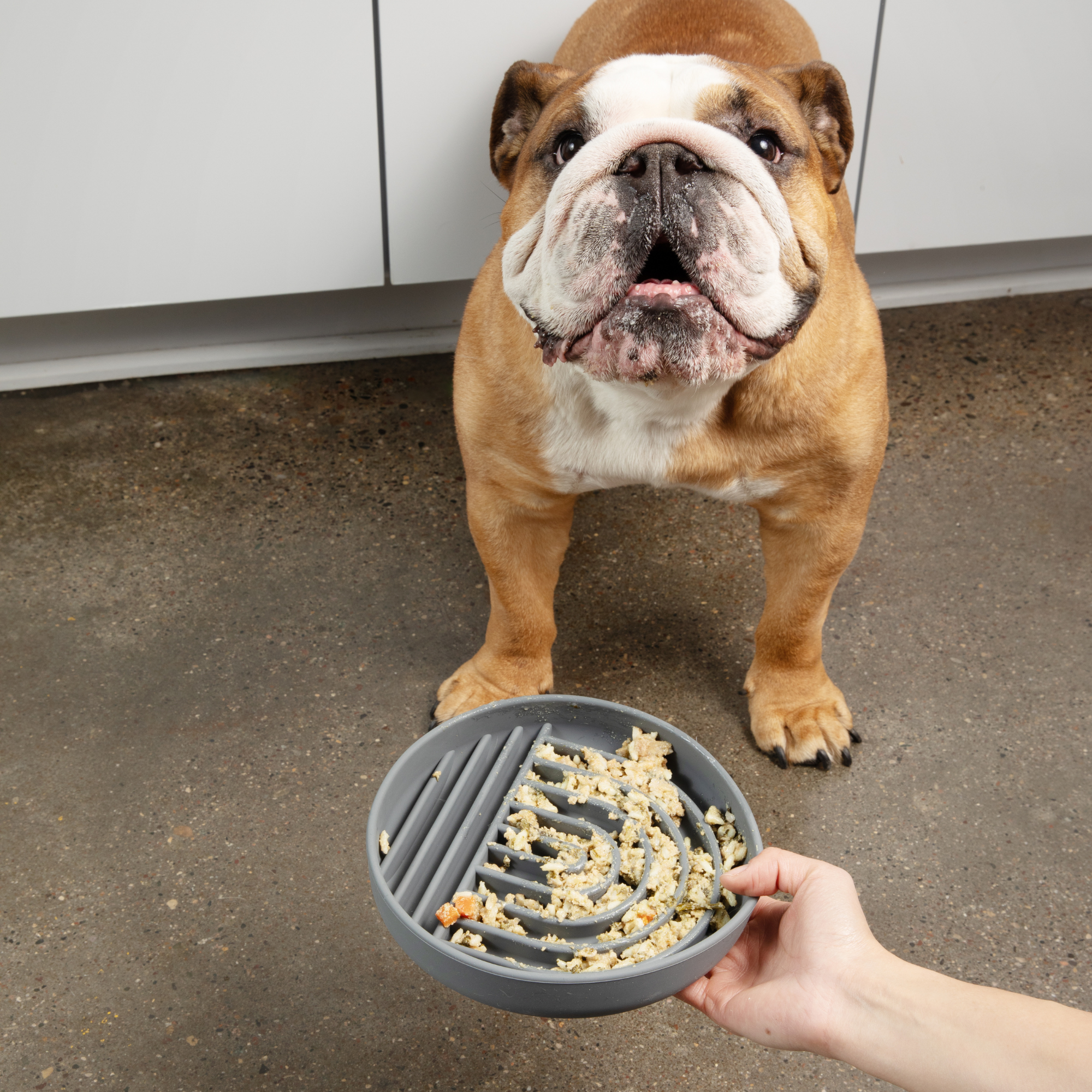 The Medium Slowdown Bowl: Slow Feeder &amp; Lick Mat