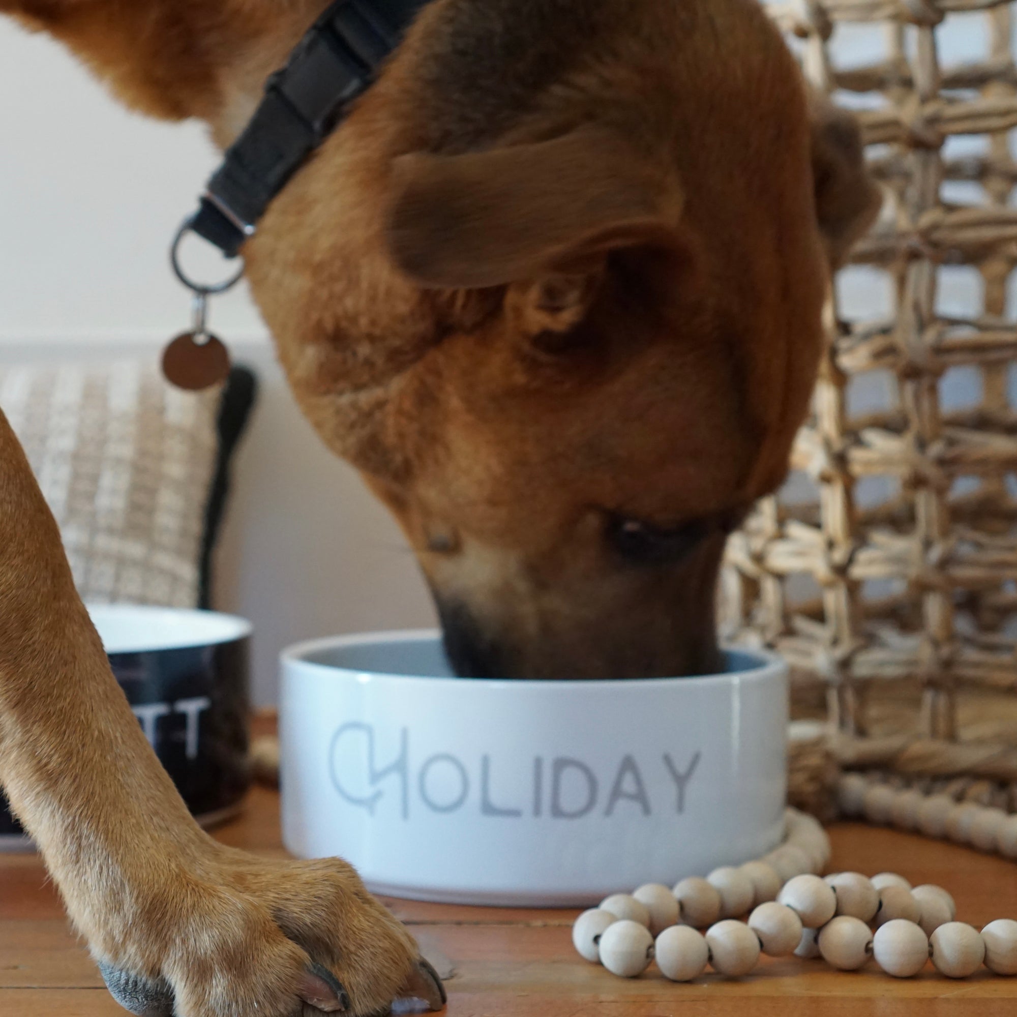 Custom Solid Color Dog Bowl (Snow)