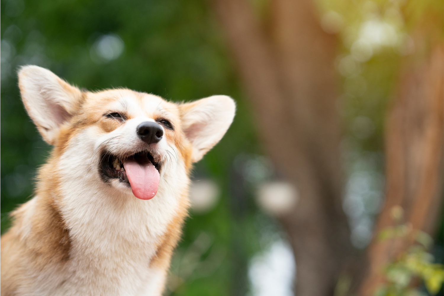 How To Get Your Dog To Smile