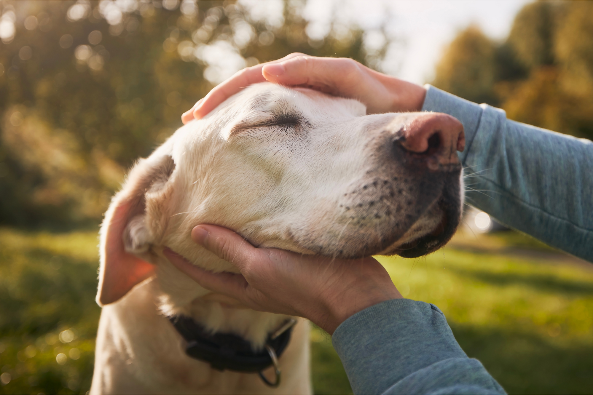 What Is Positive Reinforcement Training? It's More Than Just Treats