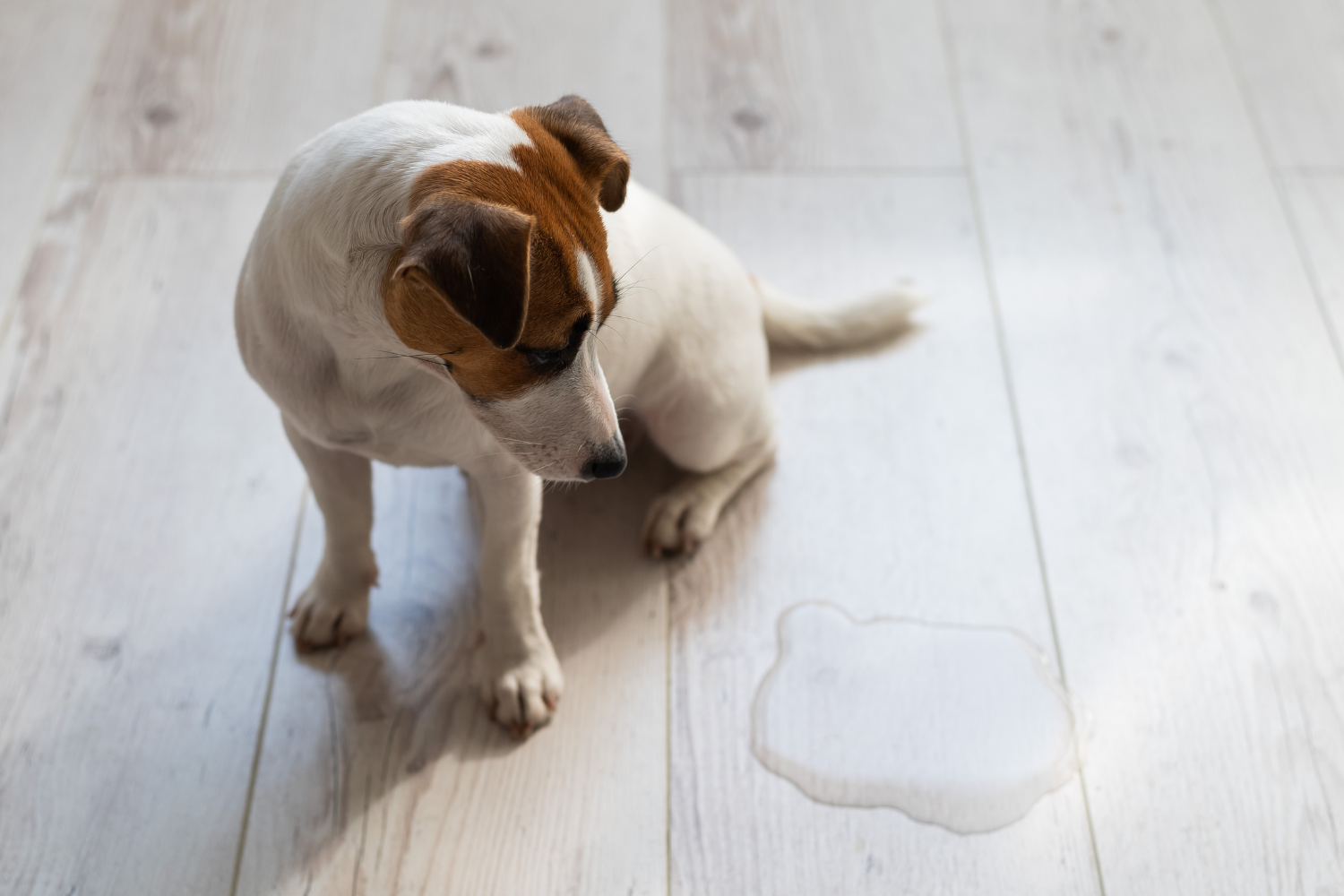 Ultimate Guide To Potty Training Your Puppy