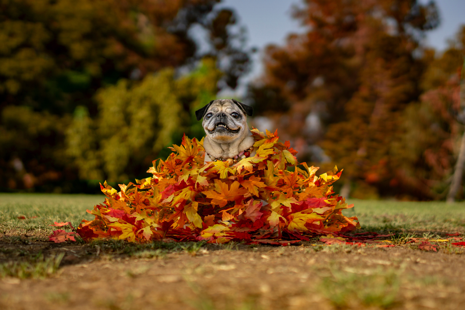 How To Organize A GREAT Fall Photoshoot With Your Dog