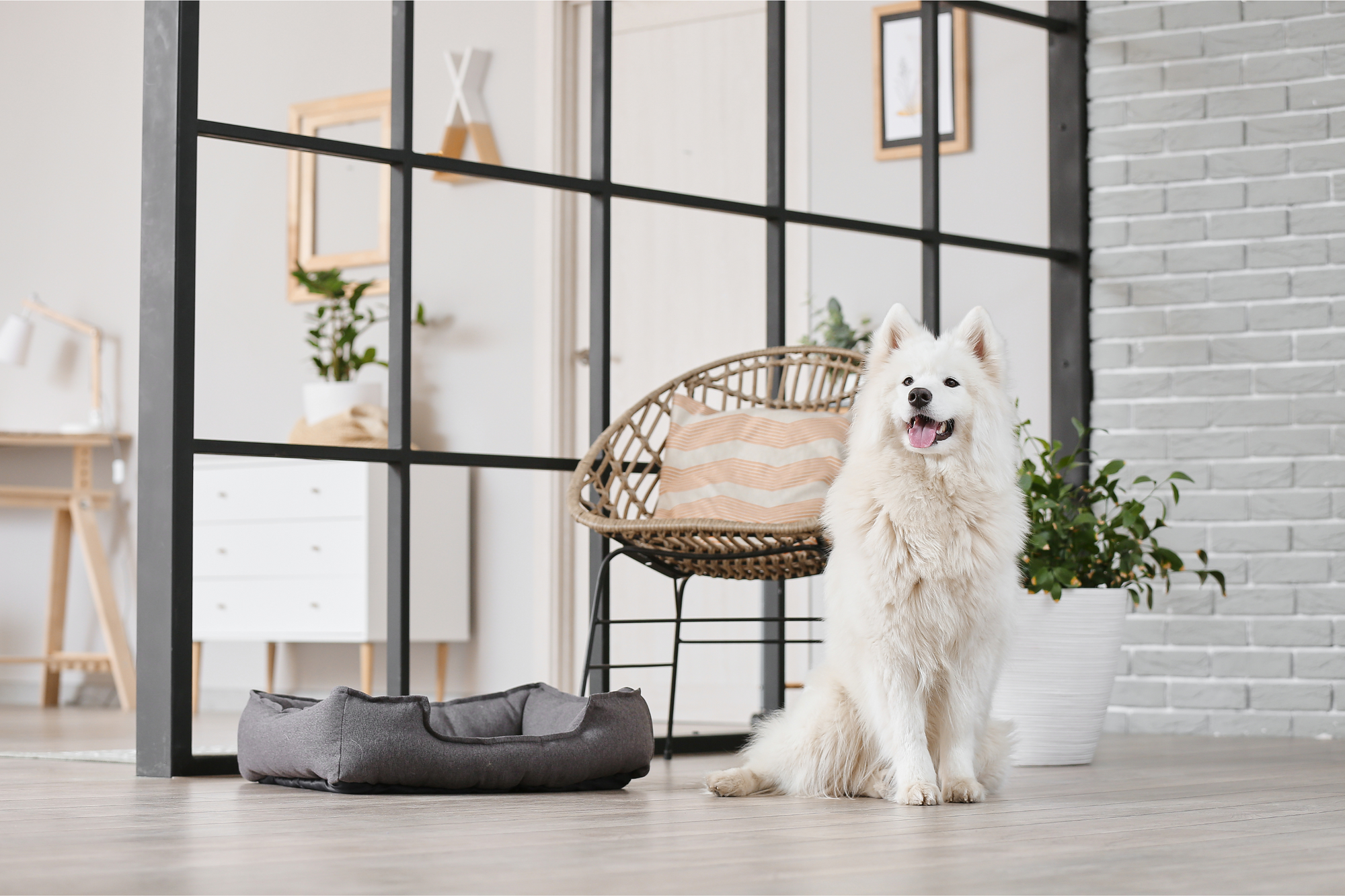 Here's Proof That Your House Can Be Dog-Friendly And Super Chic