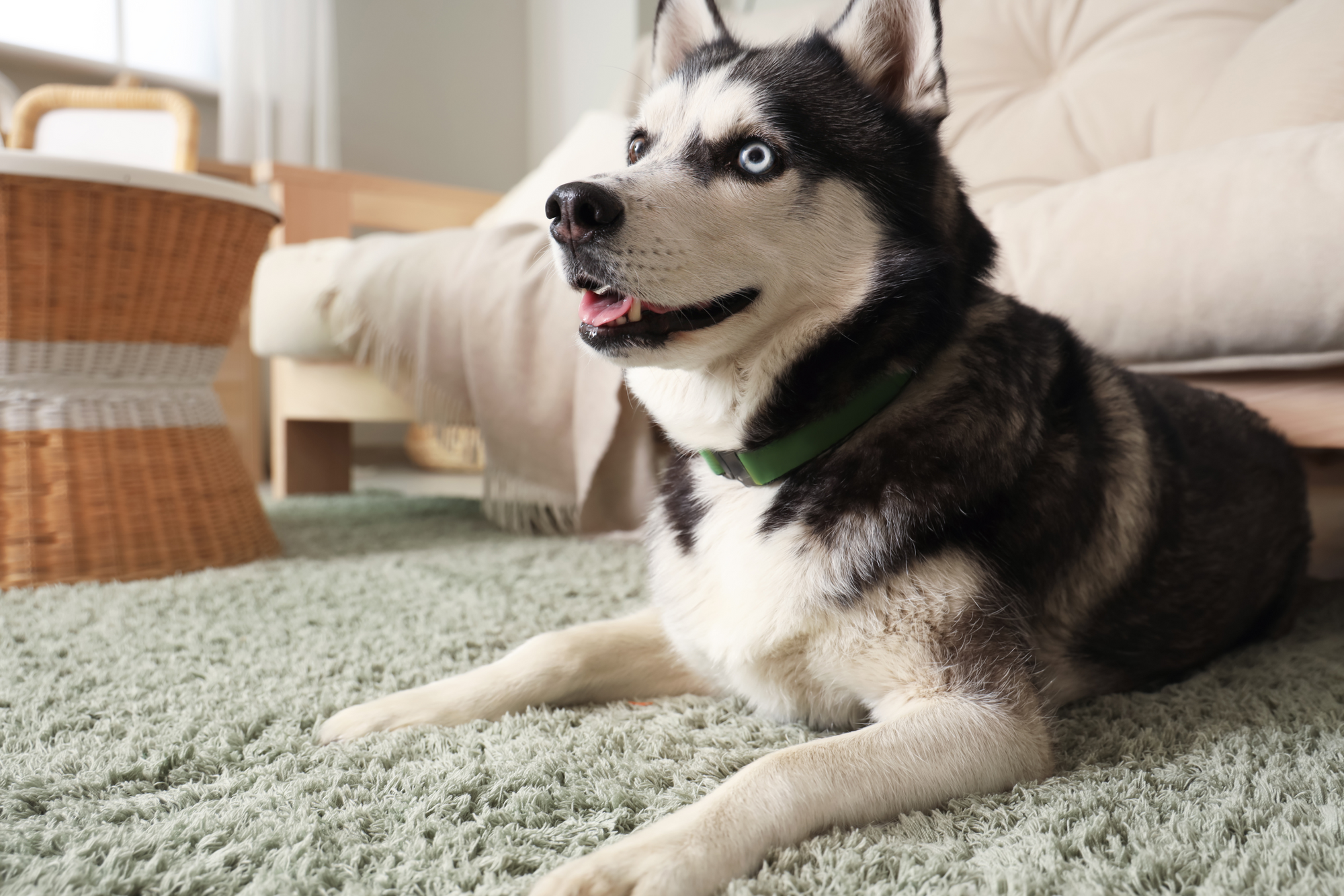 How To Get Rid Of The Dog Smell In Your House