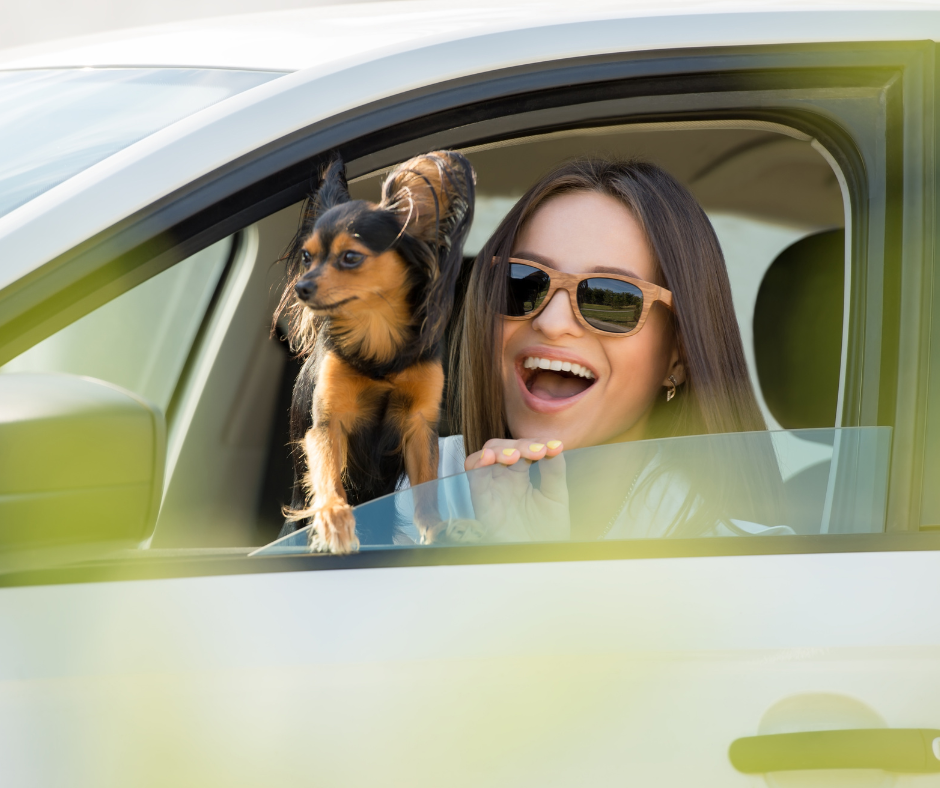How To Use AI To Plan A Dog Friendly Road Trip